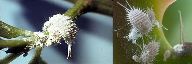 cochinilla-fumigacion-plantas