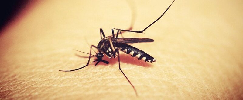 mosquitos